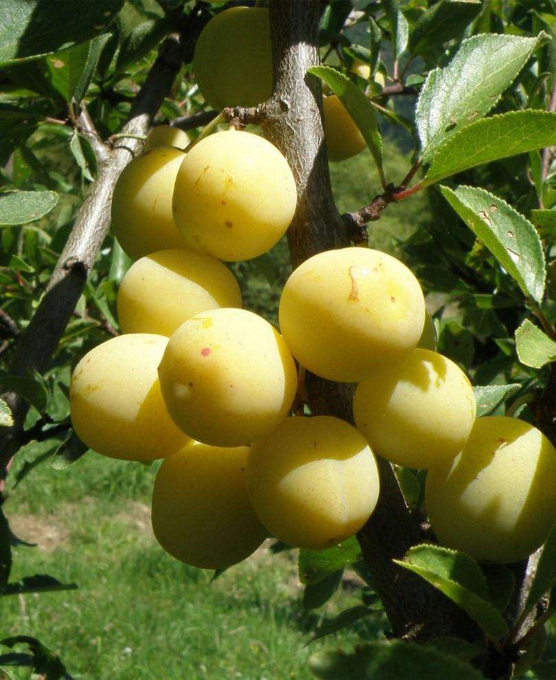 Parfume de September European Plum - Raintree Nursery