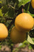 Combo Asian Pear Tree (3 Varieties) - Raintree Nursery