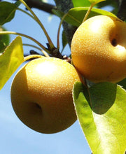 Shinsui Asian Pear - Raintree Nursery