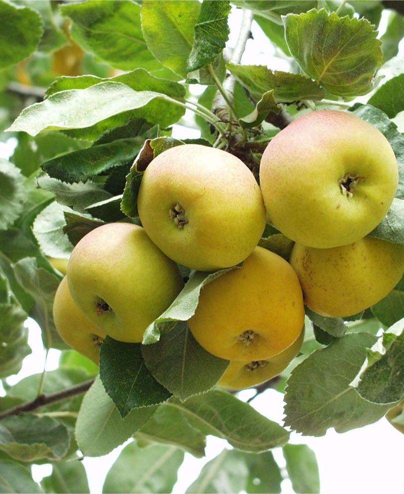 Shipova European Pear - Raintree Nursery