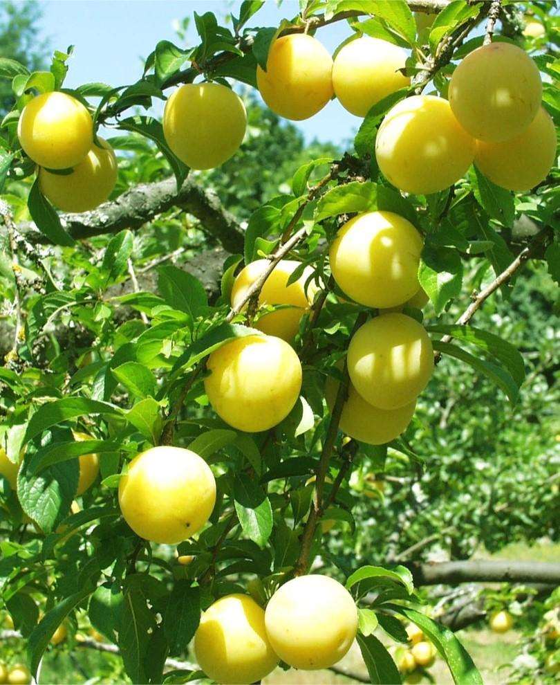 Shiro Asian Plum - Raintree Nursery