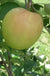Shizuka Apple - Raintree Nursery