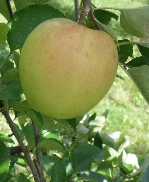 Shizuka Apple - Raintree Nursery