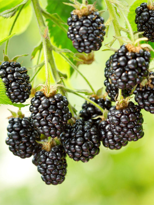 Cascade Blackberry - Raintree Nursery