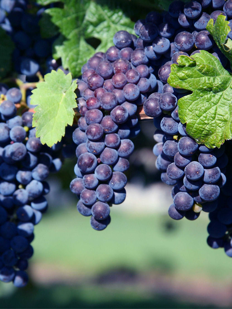 Purple Seedless Grapes