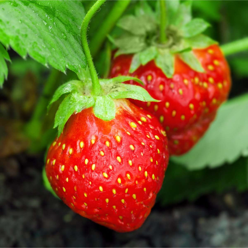 Buy Strawberry Plants Online Strawberry Plants for Sale — Raintree
