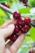 Combination Cherry Tree (5 varieties) - Raintree Nursery