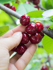 Combination Cherry Tree (3 varieties) - Raintree Nursery