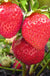 Chandler Strawberry - Raintree Nursery