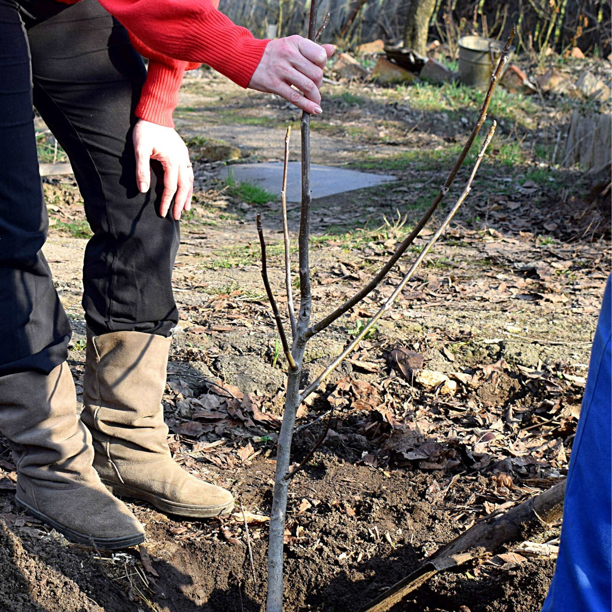 Black Walnut Seedling — Raintree Nursery