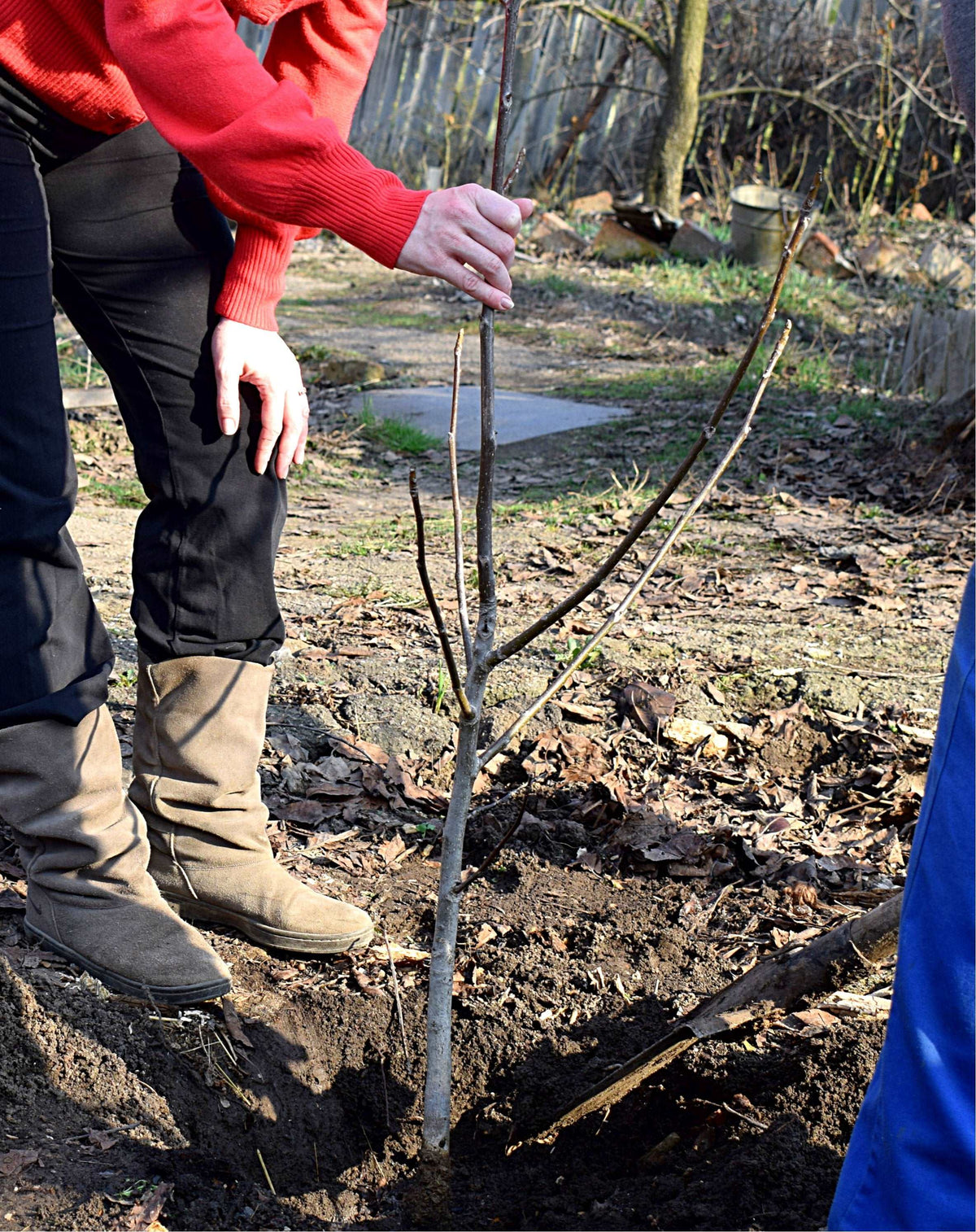 Black Walnut Seedling