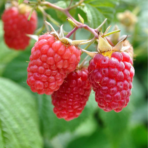 Excellent Everbearing Raspberry Bundle (6 Plants)-Raintree Nursery-3 x E320 + 3 x E353-