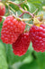 Heritage Raspberry Bundle (5 plants)-Raintree Nursery-2YR Bareroot-