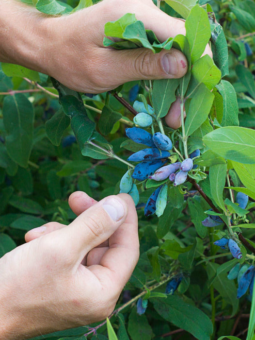 Blue Pacific™ Honeyberry - Raintree Nursery