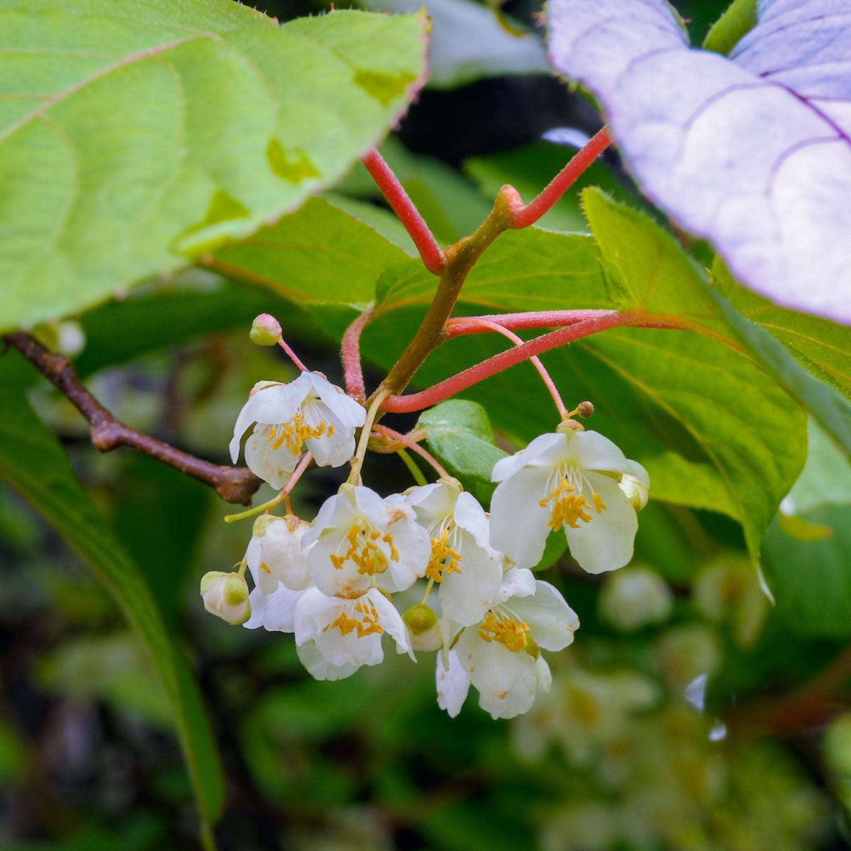 【キンモクセイ】 Male Hardy Kiwi - Raintree Nursery