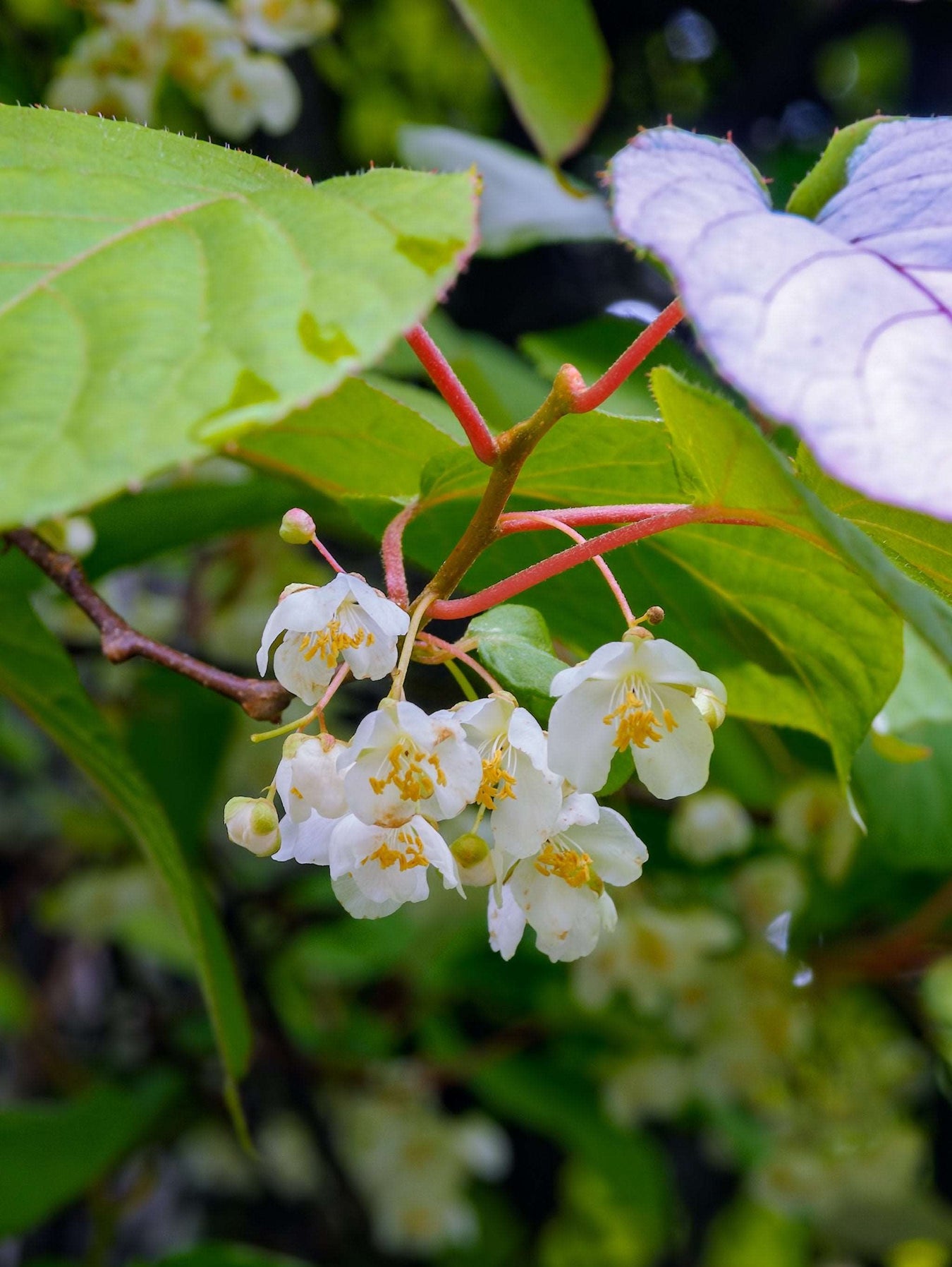 Hardy Kiwi Plants