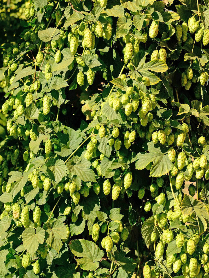 Willamette Hops - Raintree Nursery