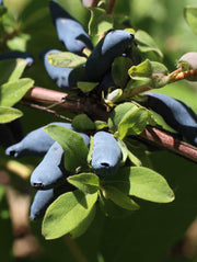 Blue Hokkaido™ Honeyberry - Raintree Nursery