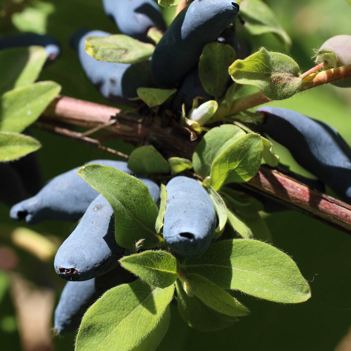 Blue Hokkaido™ Honeyberry - Raintree Nursery