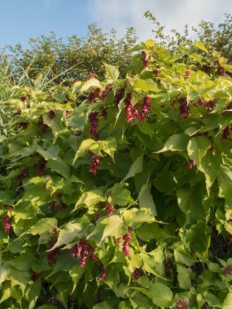 Golden Lanterns - Raintree Nursery