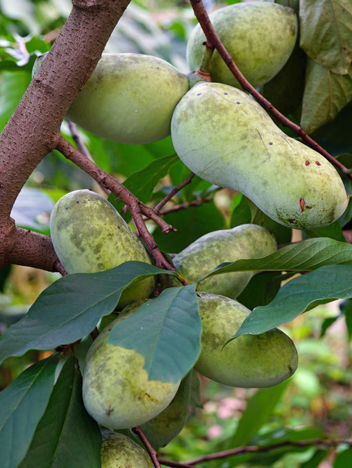 Mango Paw Paw - Raintree Nursery
