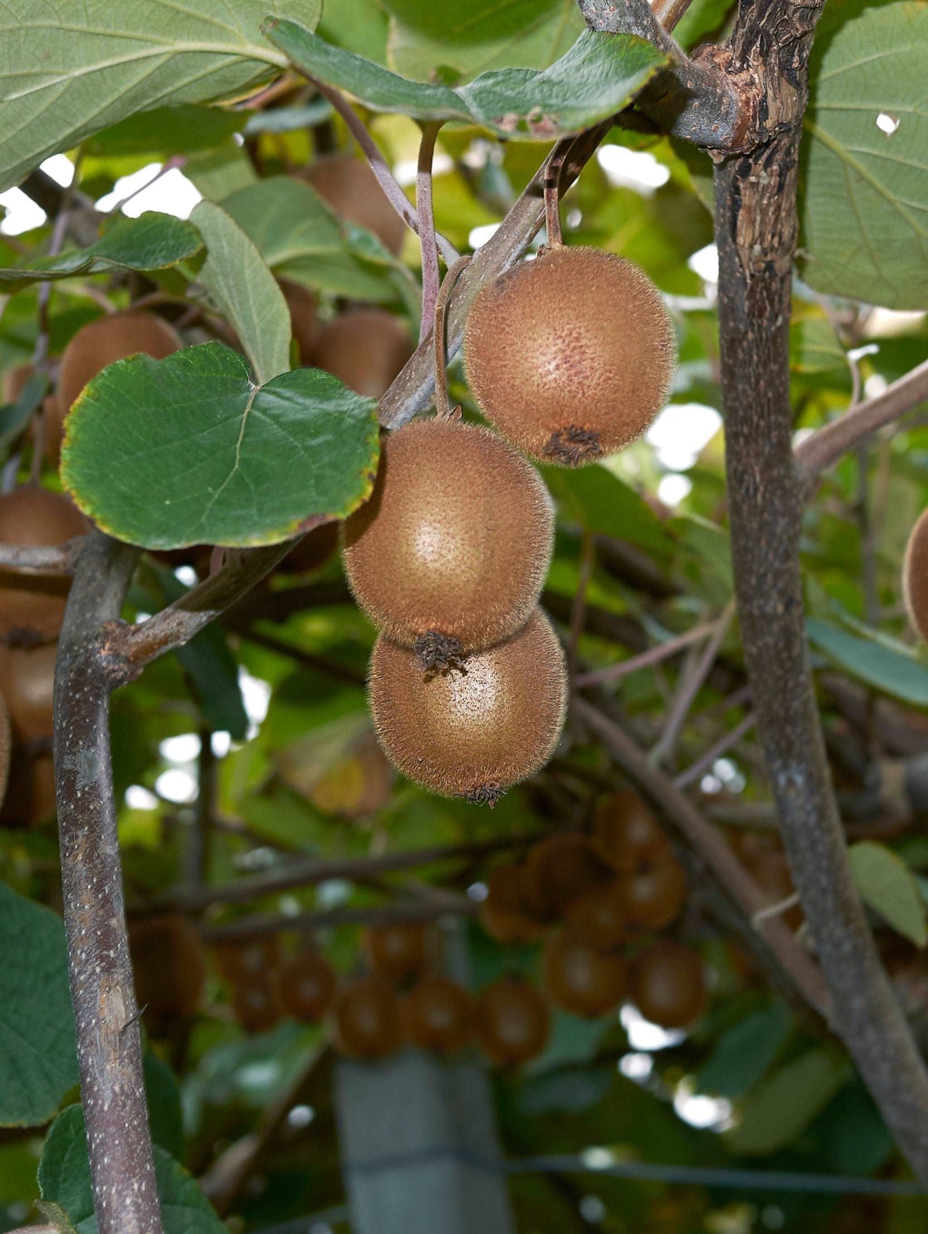 Fuzzy Kiwi Plants