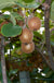 Saanichton Fuzzy Kiwi - Raintree Nursery