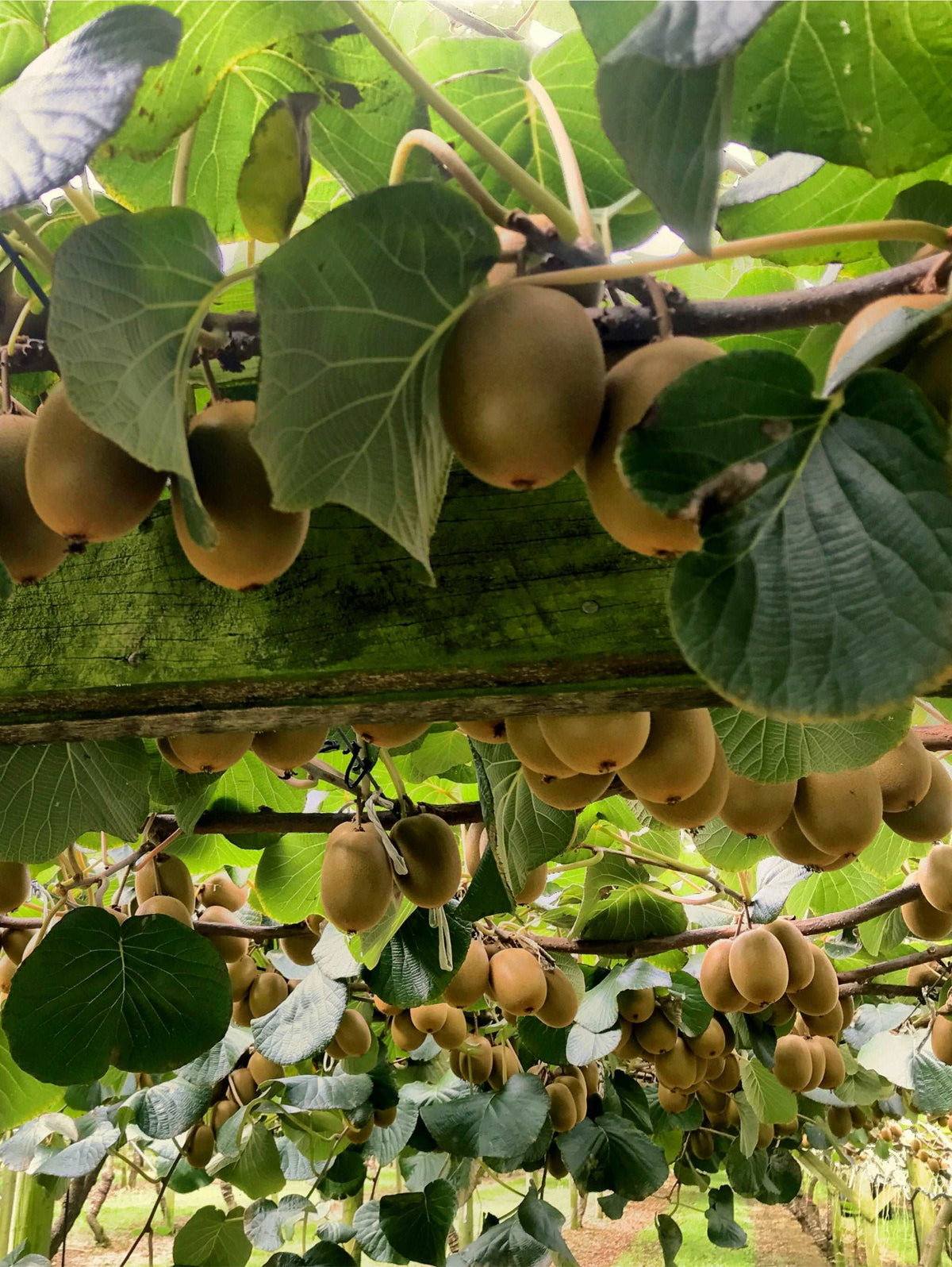 kiwi plant fertilizer Hayward Fuzzy Kiwi