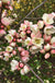 C. cathayensis/Cathay Flowering Quince - Raintree Nursery