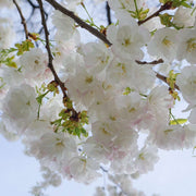 Mt. Fuji Flowering Cherry - Raintree Nursery
