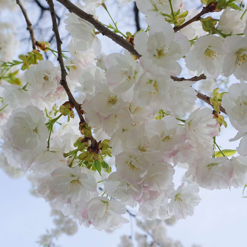 Mt. Fuji Flowering Cherry - Raintree Nursery