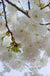 Mt. Fuji Flowering Cherry - Raintree Nursery