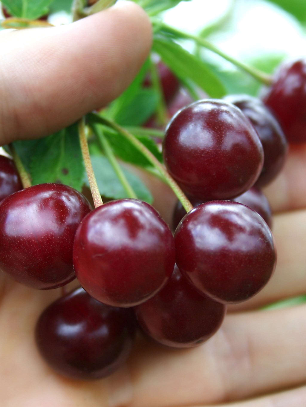 Cherry Trees For Sale | Order Fruit Trees - Raintree Nursery