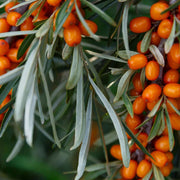 Sirola™ Seaberry - Raintree Nursery