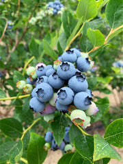 Jersey Blueberry - Raintree Nursery