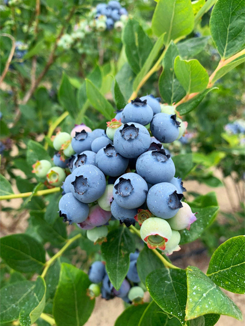 Jersey Blueberry - Raintree Nursery