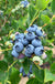 Jersey Blueberry - Raintree Nursery