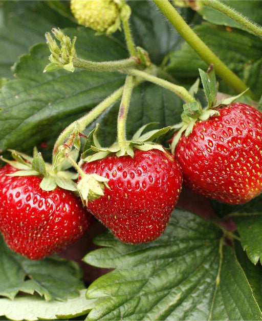 Shuksan Strawberry Bundle (2 Packs)-Raintree Nursery-