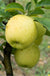 Chehalis Apple - Raintree Nursery