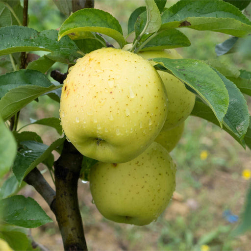 Chehalis Apple - Raintree Nursery