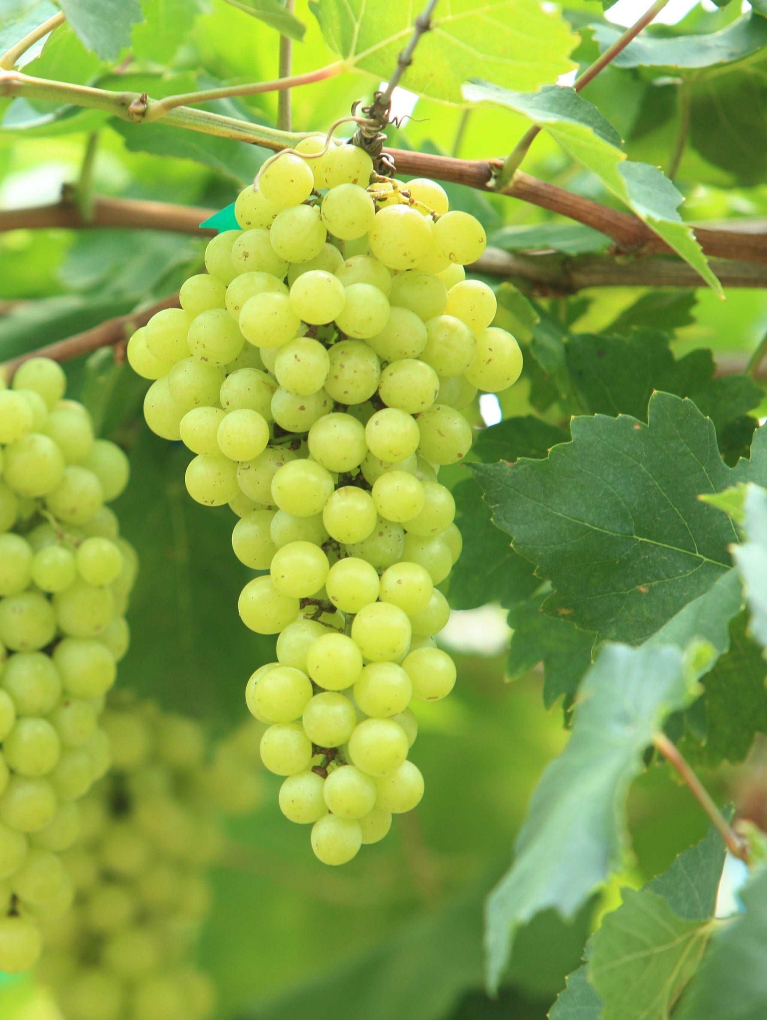 Vine Plants for Sale Buy Vine Plants — Raintree Nursery