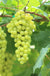Aurore Grape - Raintree Nursery