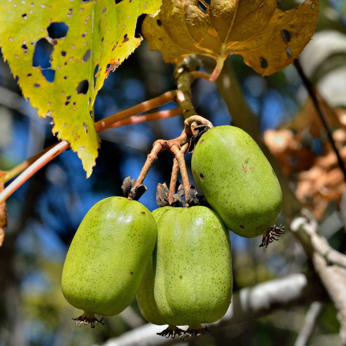 HARDY KIWI or KIWIBERRY, Actinidia arguta-Kind, Culture, Care and HARDY KIWI or KIWIBERRY, Actinidia arguta-Kind, Culture, Care and