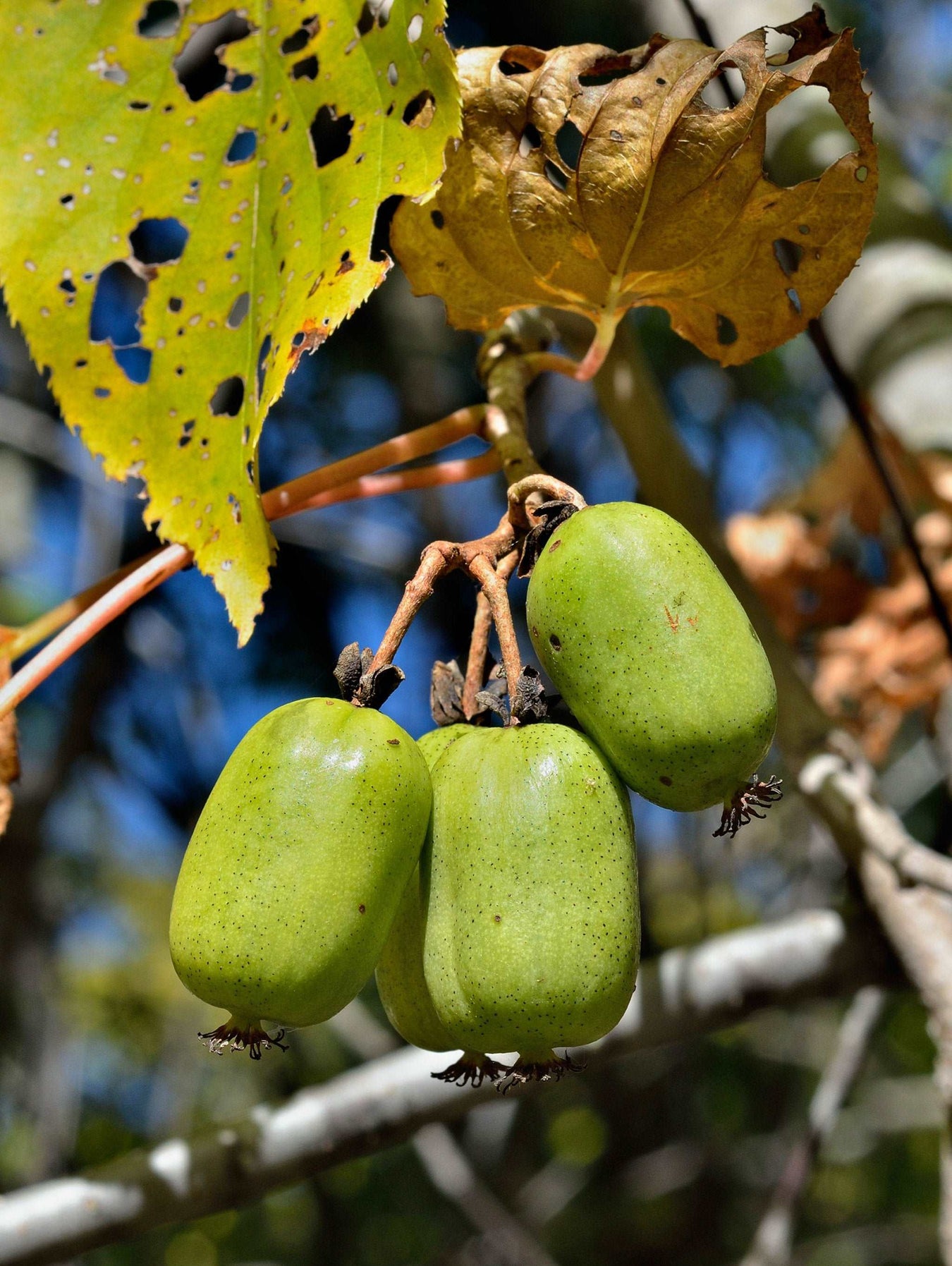 Female Hardy Kiwis