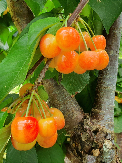 White Gold Cherry - Raintree Nursery
