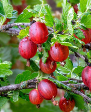 Tixia Gooseberry - Raintree Nursery