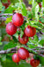 Tixia Gooseberry - Raintree Nursery