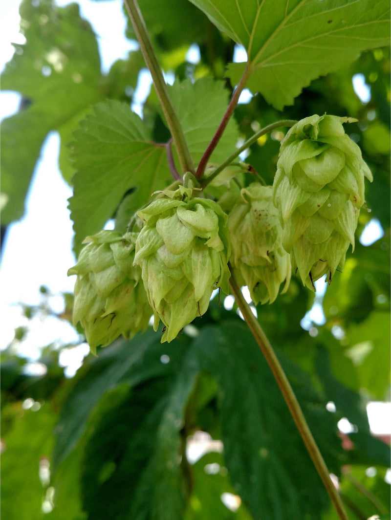 Centennial Hops - Raintree Nursery
