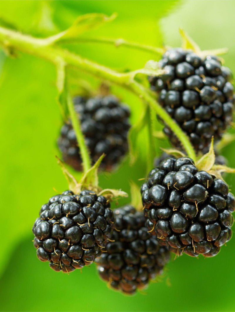 Cascade Trailing Blackberry - Raintree Nursery