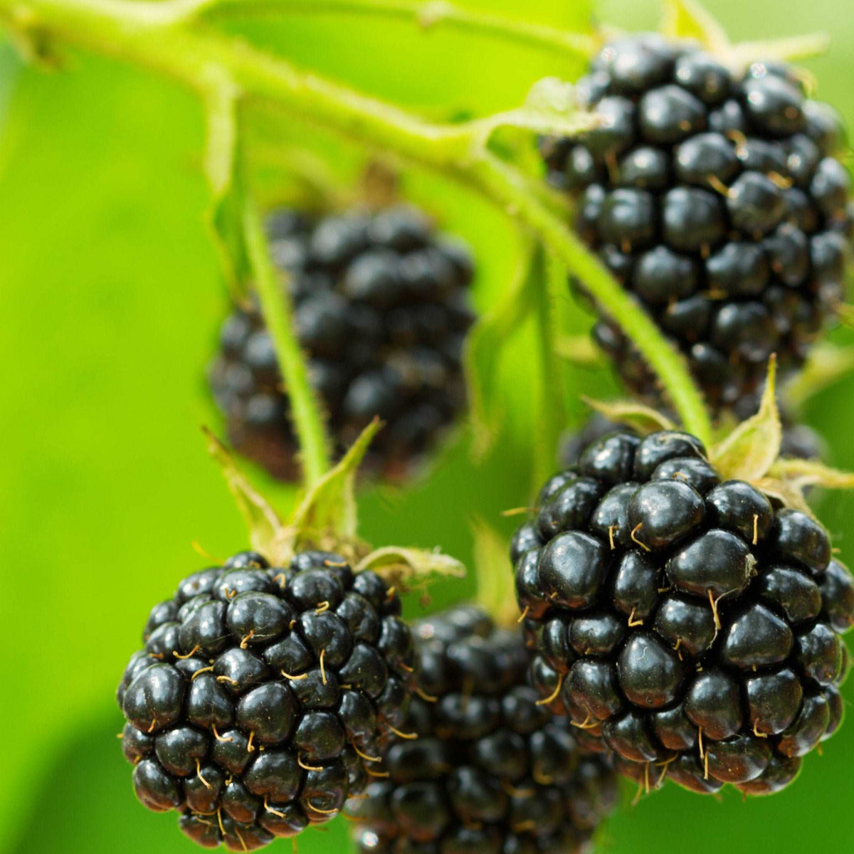 hanging blackberry plants Cascade Trailing Blackberry